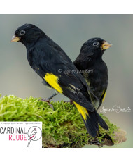 Tarin de Bolivie 2025