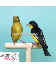 Tarin de Colombie (le couple)