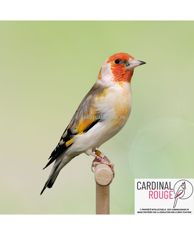 Chardonneret major mutation tête blanche