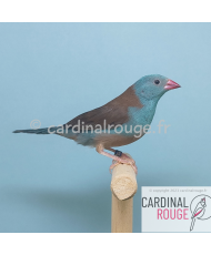 Cordonbleu cyanocéphale