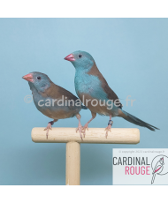 Cordonbleu cyanocéphale