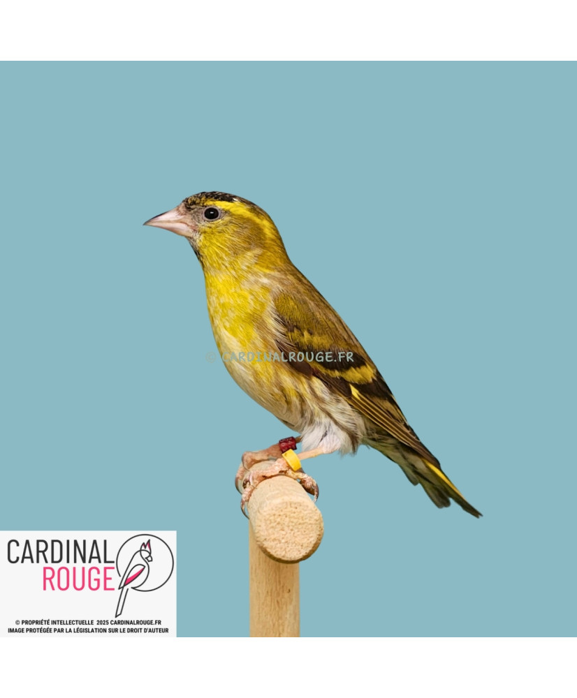 Tarin des aulnes mutation dilué