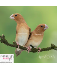 Capucin bec d'argent mutation brun