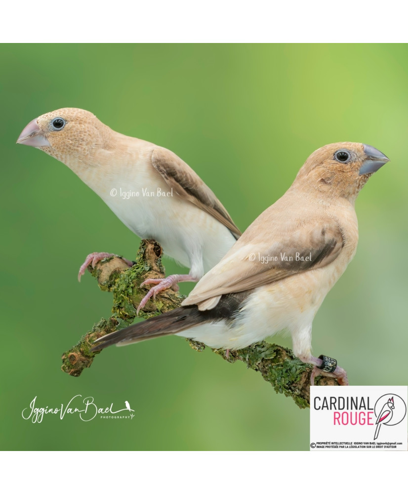 Capucin bec d'argent mutation agate