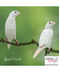 Capucin bec d'argent mutation ino