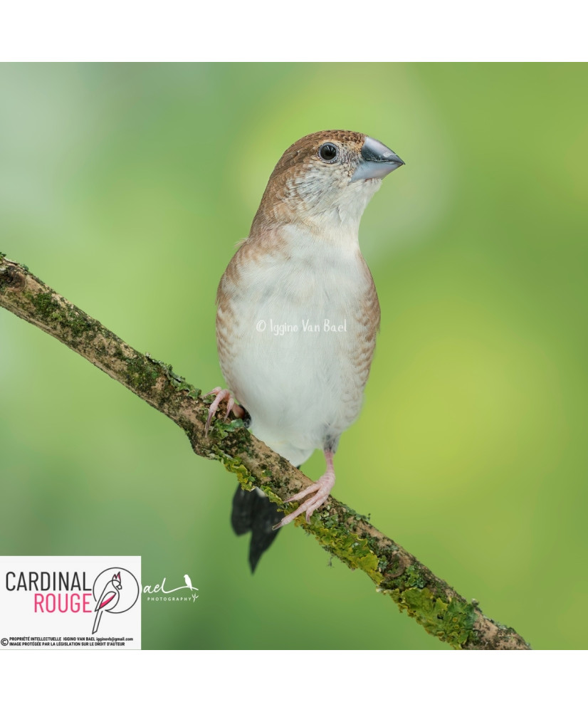 Capucin bec de plomb