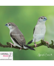 Capucin bec de plomb mutation grise