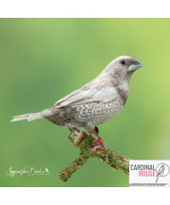 Moineau du Japon mutation perlée