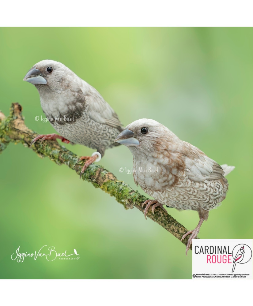 Moineau du Japon mutation perlée