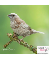 Moineau du Japon mutation perlée