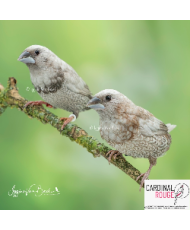 Moineau du Japon mutation perlée