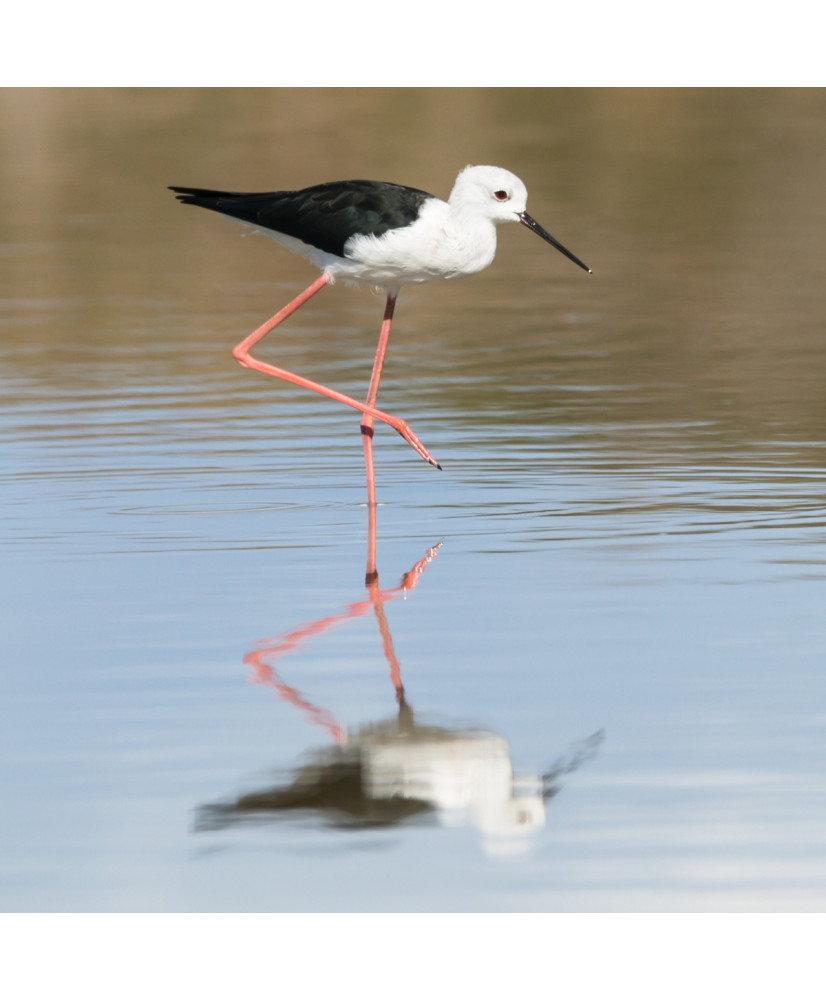Échasse blanche (le couple)