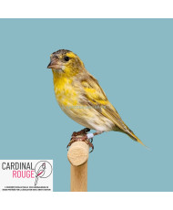 Tarin des aulnes mutation silice (jaune dominant)