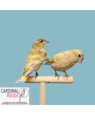 Tarin des aulnes mutation silice (jaune dominant)