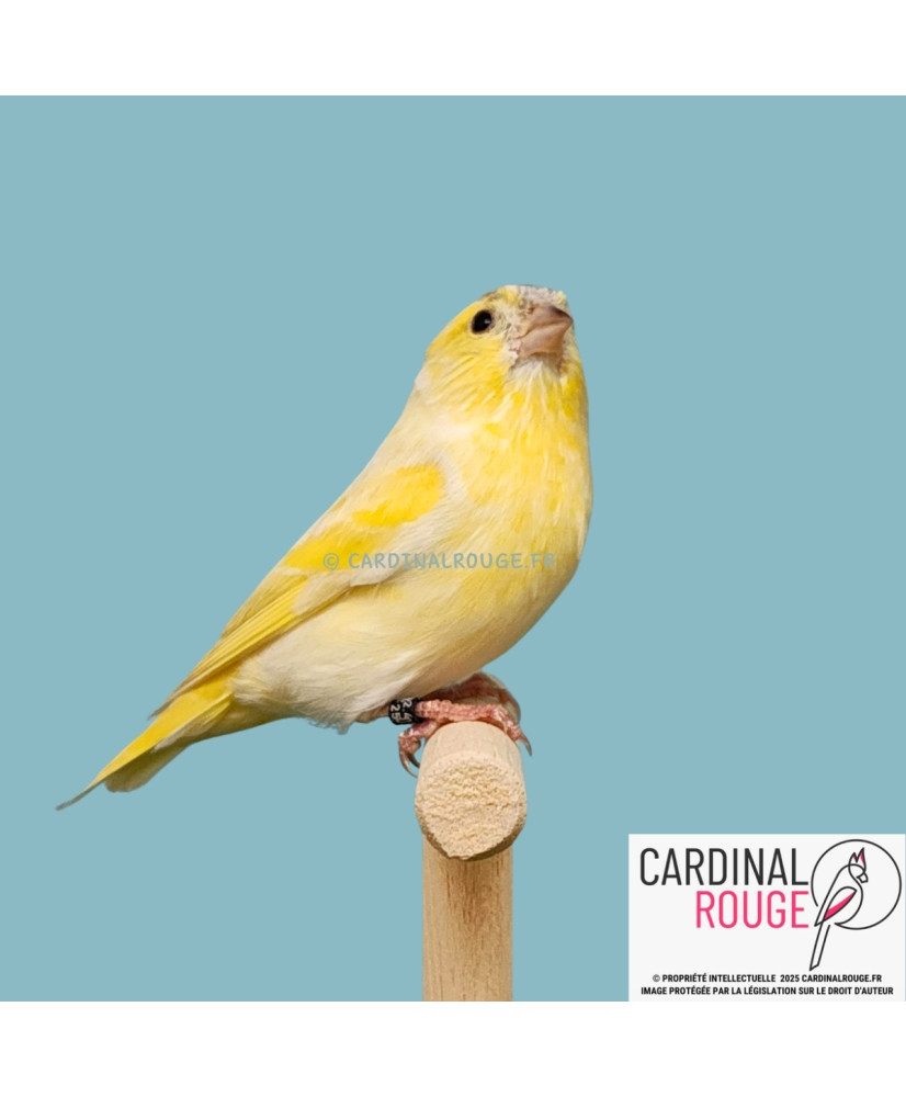 Tarin des aulnes mutation isabelle silice (jaune dominant)