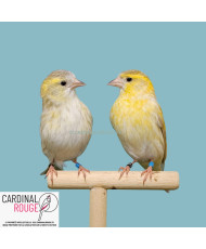 Tarin des aulnes mutation...