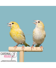 Tarin des aulnes mutation isabelle