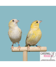 Tarin des aulnes mutation isabelle