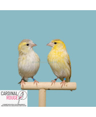 Tarin des aulnes mutation isabelle