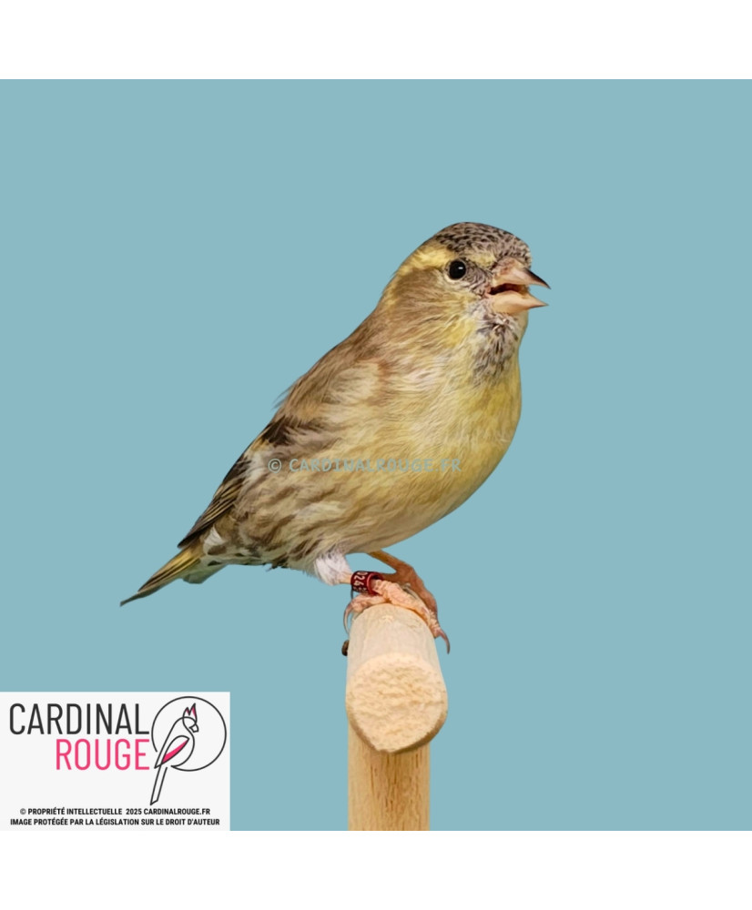 Tarin des aulnes mutation topaze