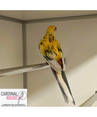 Perruche de Pennant...