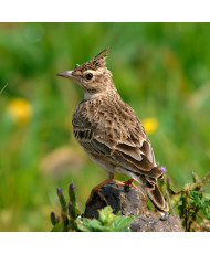 Cochevis huppé (le couple)