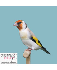 Agate 2025 | Chardonneret...