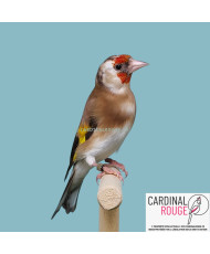 Chardonneret élegant...