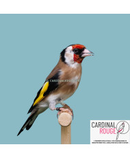 Chardonneret élegant...