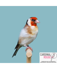 Chardonneret major mutation brun