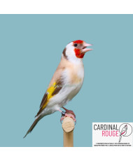 Chardonneret major mutation isabelle