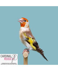 Brun tête blanche 2025 |...