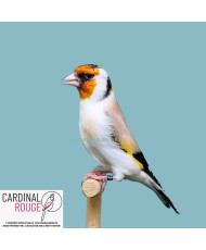 Aminet (eumo) 2025 |...