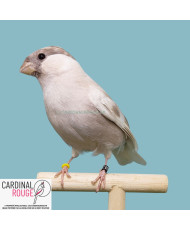 Bouvreuil ponceau mutation...