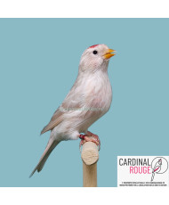 Sizerin flammé mutation isabelle