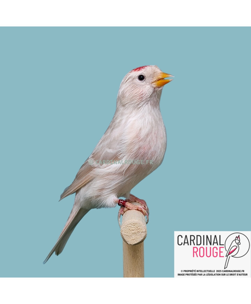 Sizerin flammé mutation isabelle