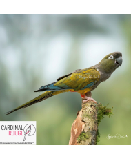 Conure de Patagonie EAM + formé free-flight  (le couple)