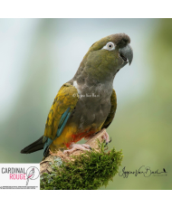 Conure de Patagonie EAM + formé free-flight  (le couple)