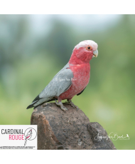 cacatoès rosalbin 2017-2022 (le couple)