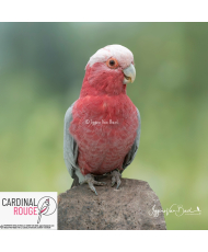 cacatoès rosalbin 2017-2022 (le couple)