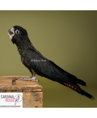 Cacatoès de Banks - élevé à la main (EAM)