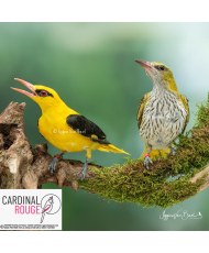 Loriot indien (le couple)