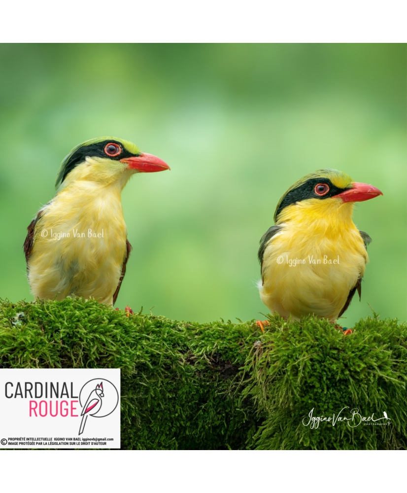 Pirolle à ventre jaune