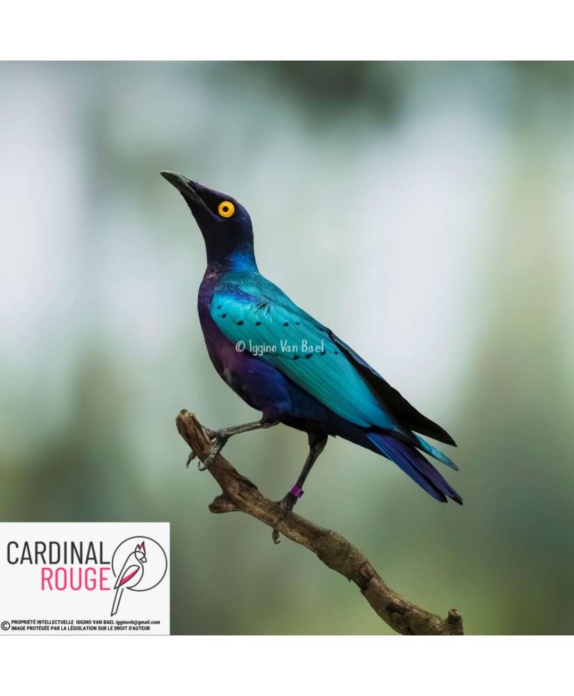 Choucador pourpré (le couple)