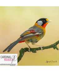 Léiothrix à joues argentées