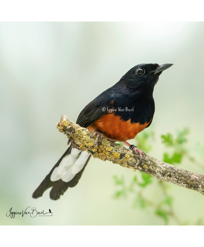 Shama à croupion blanc