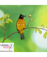 bulbul à gorge rubis (le couple)