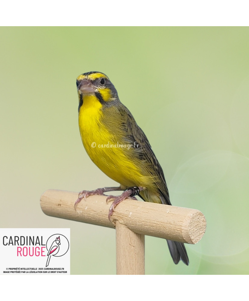 Serin du Mozambique