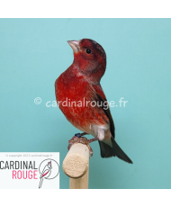 Tarin de Venezuela x canari (F1)