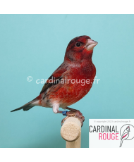 Tarin de Venezuela x canari mâle